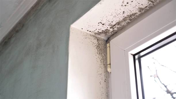 Best Toxic Mold Removal  in Volcano Golf Course, HI