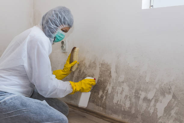 Best Same-Day Mold Removal  in Volcano Golf Course, HI