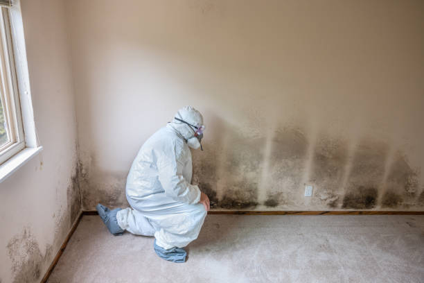 Best Mold Removal Company Near Me  in Volcano Golf Course, HI