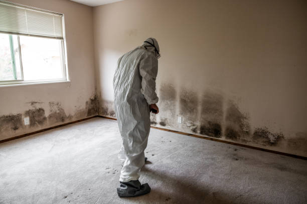 Best Office Mold Removal Services  in Volcano Golf Course, HI