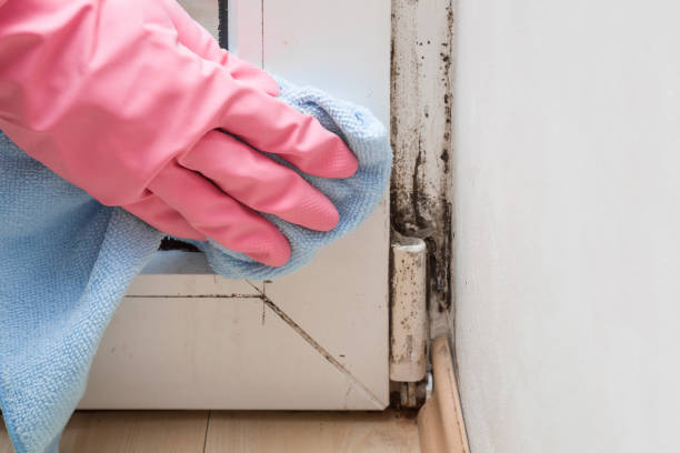 Best Attic Mold Removal  in Volcano Golf Course, HI